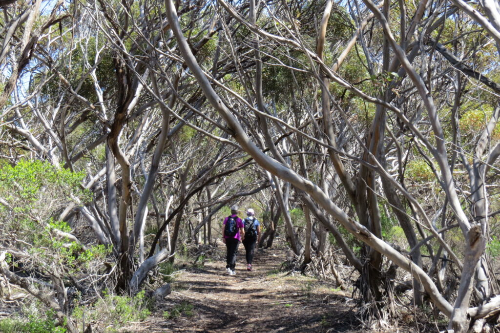 Thompson Pfitzner Rail Trail