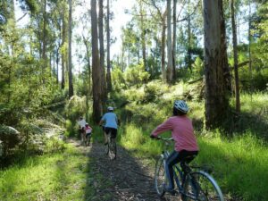 Between Gellibrand and Banool [2011]