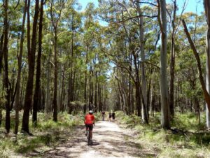 Further along the trail to Lyonville [2013]