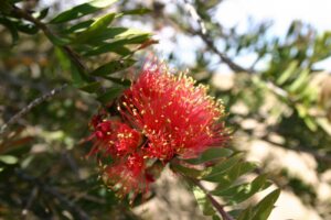 Scarlet Bottlebrush which can be seen on the trail [Jeff Whittaker]