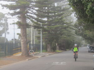 Even in the fog, the painted sharrow shows the way [2020]