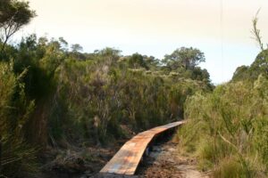 Board walk in the section near Nut Rd, near Nornalup. (2006)