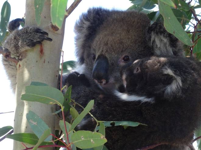 Amy Gillet Rail Trail – A Koala friendly trail