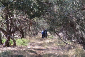 the vegetation can encroach on the trail