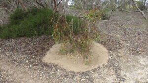 a low hanging eucalypt, moved about by the wind, keeps the rail trail clean