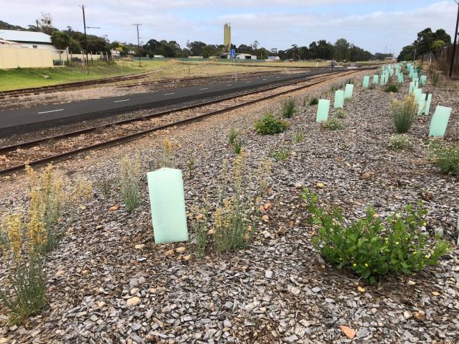 Mount Gambier’s rail trail is a blooming success