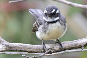 A Grey Fantail enjoys the rail trail envornment