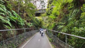 Fern filled cutting after Whitebridge [2024]