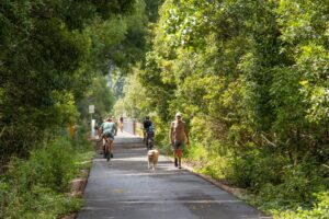 Typical scenery between Mooball and Burringbar, the shade is pleasant in hot weather [2023]