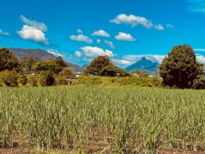 The views of Mt Warning National Park from the rail corridor south of Murwillumbah [2021]
