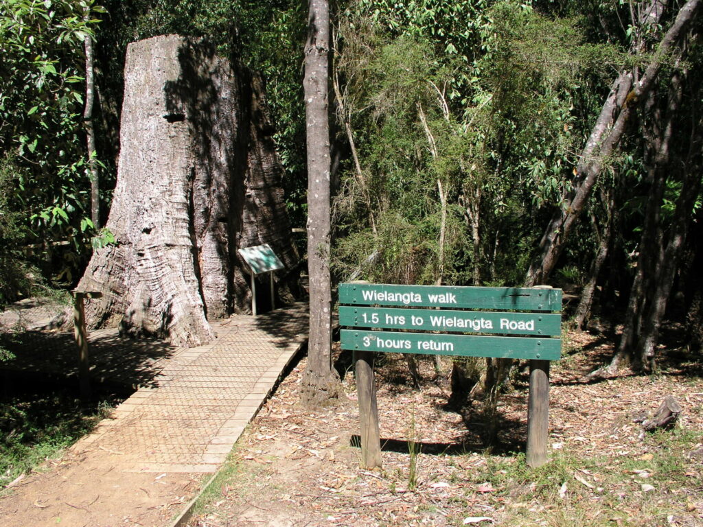 Wielangta Tramway Trail