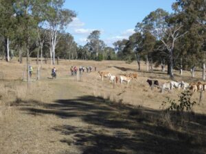 Typical trail conditions between Wanora and Fernvale [2018]