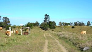 Some of the locals at Nukku. (2019)