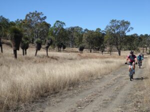 Grass trees on the approach to Yarraman [2018]
