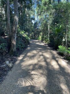 Lots of shade and rainwater have brought the forest back to life [2025]