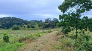 The trail arriving at Gargett [2025]