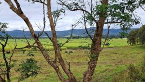 Views of sugarcane fields and mountains between Benholme and Gargett [2025]