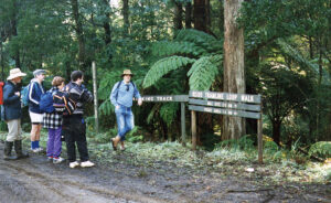 Reids Tramline trailhead near the Powelltown-Noojee Rd east of town