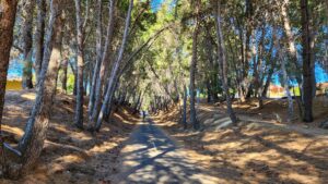 Lots of shady conifers planted in the Old Reynella area [2024]