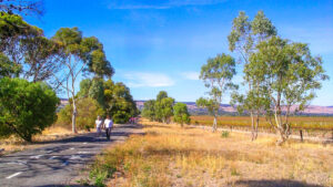 Autumn scenery between McLaren Vale and Willunga [2014]