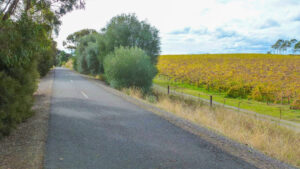 Vines between McLaren Vale and Willunga ready for picking [2014]