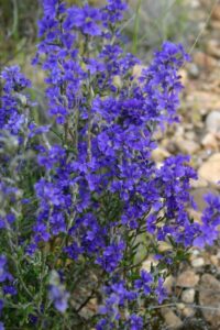 Native vegetation growing in abundance on the trail