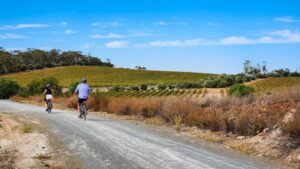 Taking in the grape vines at Leasingham [2024]