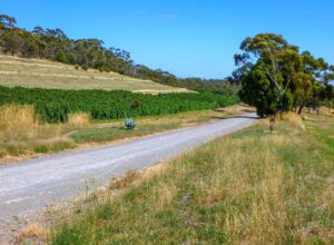 More vineyards at Sevenhill [2022]