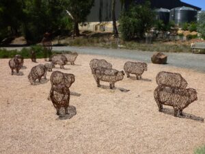 The drover's sheep at Clare [2022]
