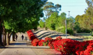 Trailside roses hiding the railway embankment near Nuriootpa [2020]