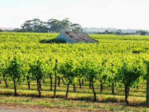 More luxury living among the vines near Nuriootpa [2020]