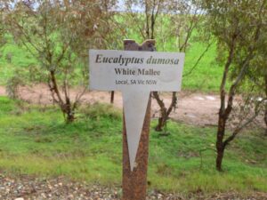 Plant species indicator near Blyth Sep 25