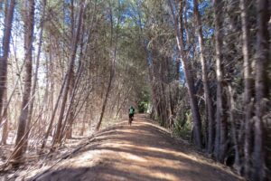 Pine tree tunnel approaching Wirrabara 2023]