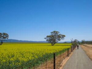 Canola crop near Booleroo Centre (2021)