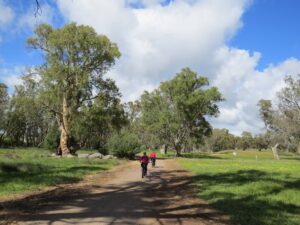 Large gum trees near Melrose Showgrounds [2020]