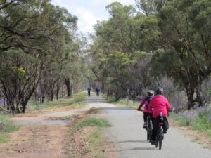 The Willowie Forest north or Melrose [2020]