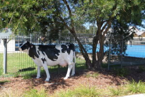 Cowaramup - aka "Cow Town"