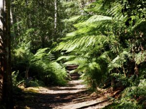 Ride through some beautiful fern corridors (2022)