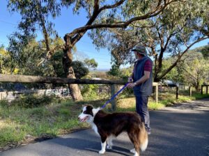 Checking the view of Melbourne from Upper Ferntree Gully [2023]