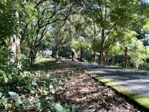 An old PBR embankment near Belgrave, now shaded by ferns [2023]