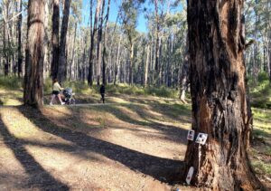 Enjoying the shade on Boundary Tk in Wright Forest [2025]