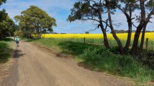Spring at Mannerim with a canola crop in flower [Reg Quelch 2020]