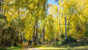 Enjoying the autumn colours at Millgrove [2024]