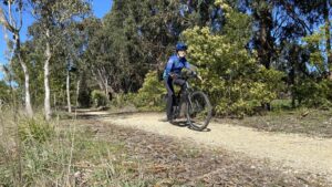 Wattles in bloom near Traralgon as the summer approaches [2025]