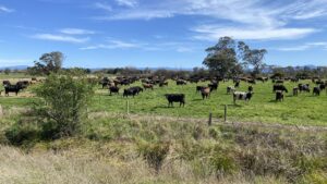 Views of the Great Dividing Range between Heyfield and Tinamba [2025]