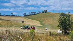 Mid-summer hay making beside the trail. It ain't half hot work [2022]