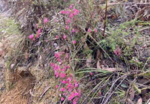 Pink Heath flowering in a cutting near Cartwrights Bridge [2025]