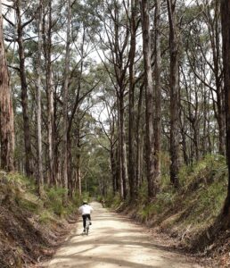 The bush has recovered well from bushfires and a mini tornado [2019]