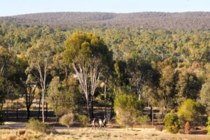 Walkers passing Bald Hill as they approach Heathcote [2013]