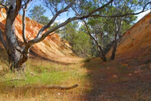 The rail corridor south of Pyalong looking for some love [Garry Long, 2013]